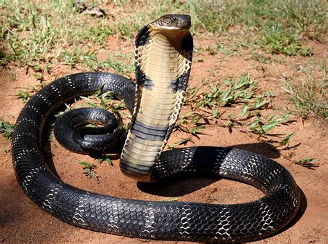 cobra wikipedia|facts about king cobra.